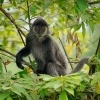 Hulman stribrny - Trachypithecus cristatus - Silvered leaf monkey or Silvery langur o9072